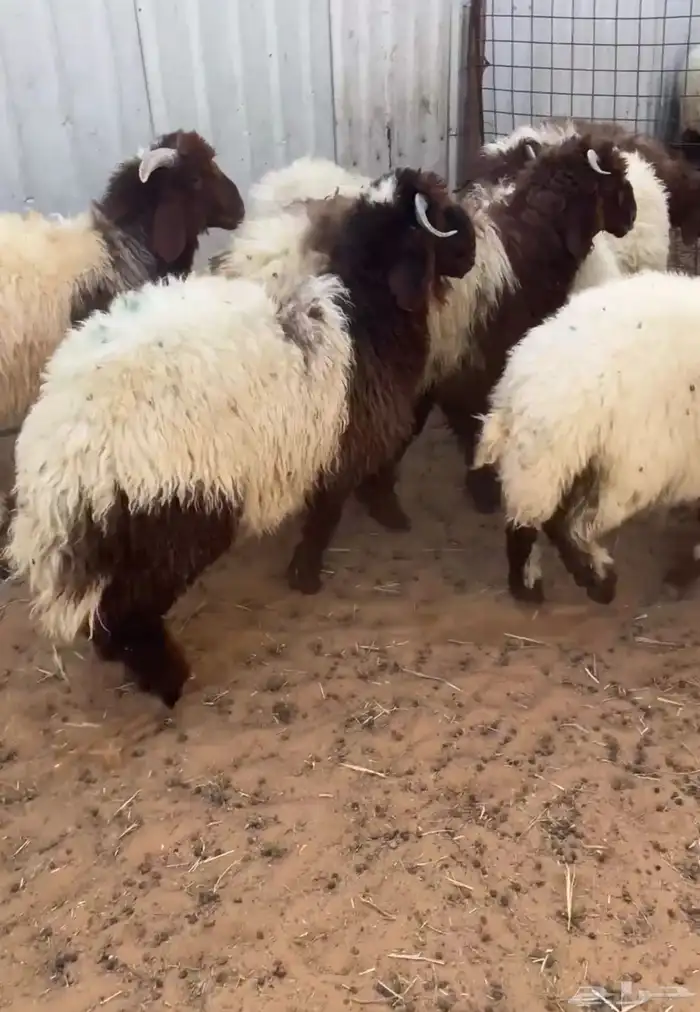 نعيم تم البيع  تم البيع 3