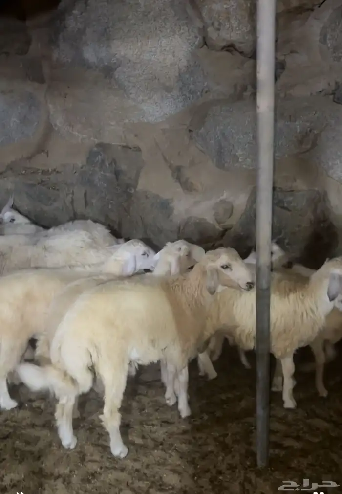 طليان وتيوس عرض خاص 1