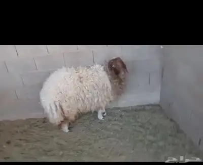 غنم نعيم 1
