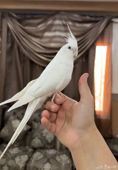 كروان البينو اليف جدا هدد نشبه حنونه جدا 0