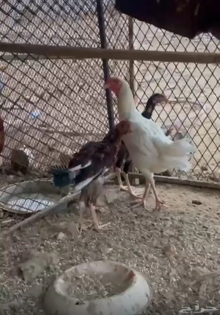 ديك ودجاج باكستاني 2