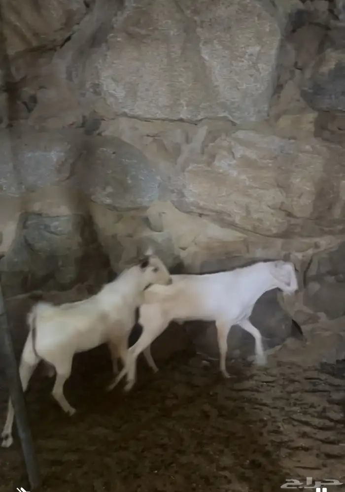 طليان وتيوس عرض خاص 0