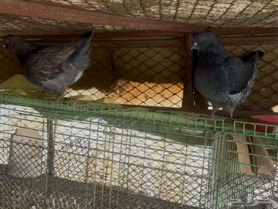 حمام كنق 5
