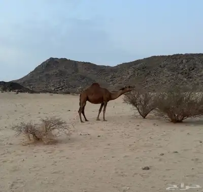 لقحه طيبه 1