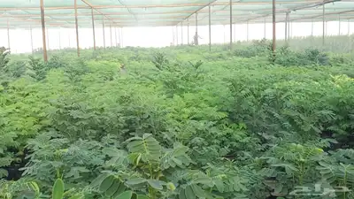 شتلات كميات واطوال ممتازة للمشاريع والافراد 6