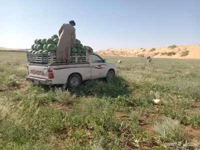 بطيخ القعريه ( عضوي ) 2