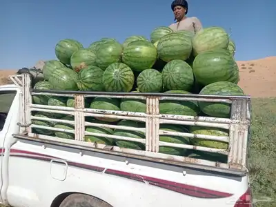 بطيخ القعريه ( عضوي ) 1