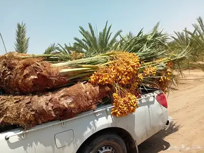 صقعي شبيبي مجدول ونان 1