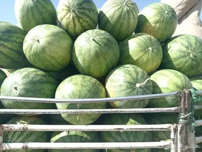 بطيخ القعريه ( عضوي ) 0