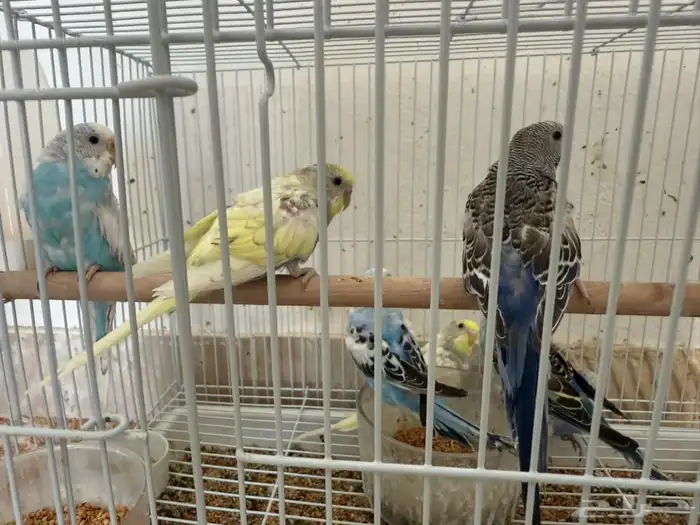 طيور حب طيور بادجي 1