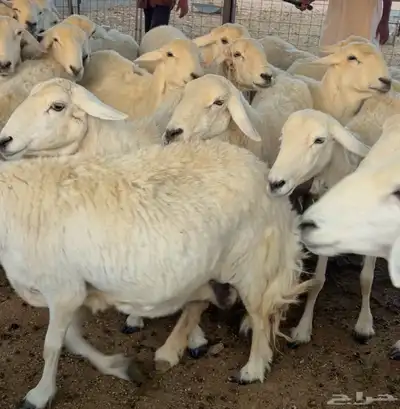 للبيع غنم حريه مراح كلها تامات 1