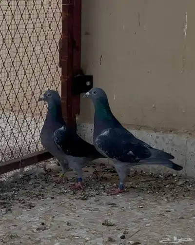 زوج زاجل سباق 0