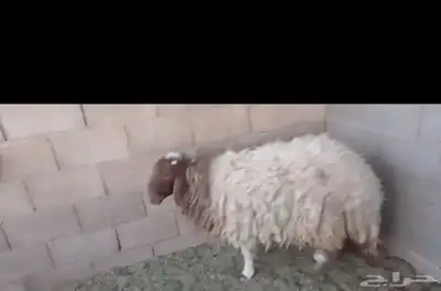 غنم نعيم 0