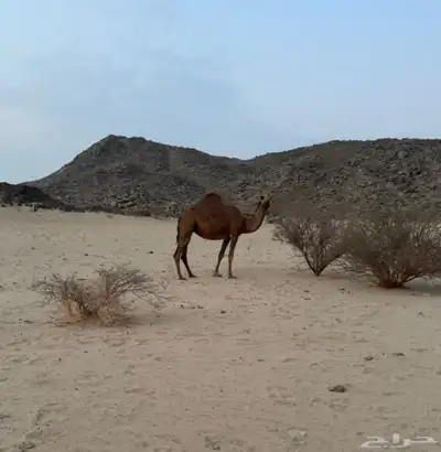 لقحه طيبه 0