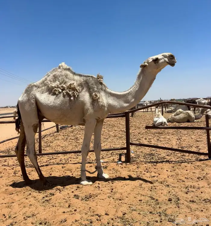 قعود طيب 0