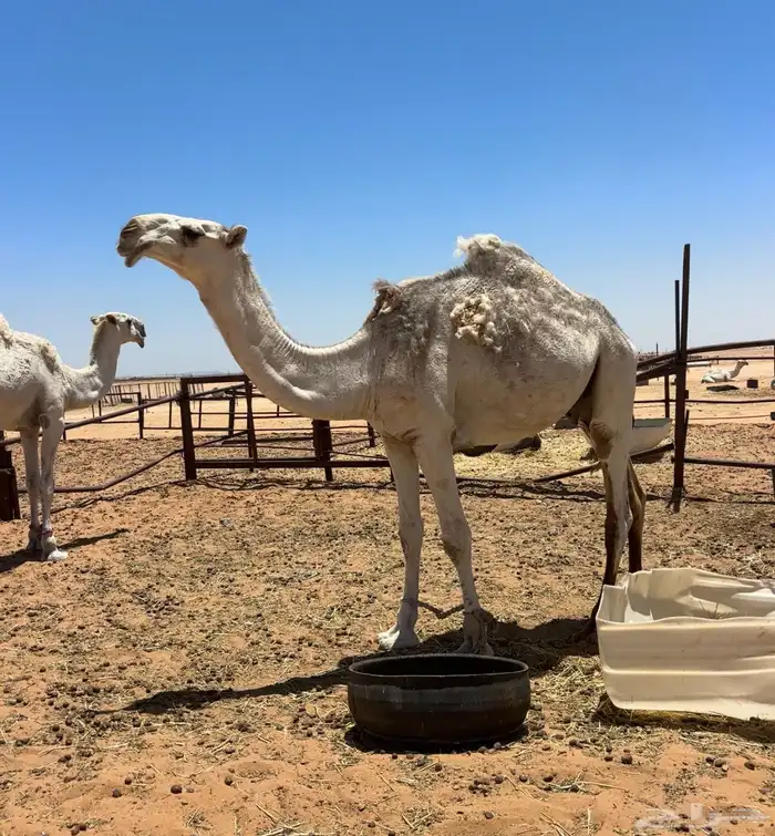 قعود طيب 1