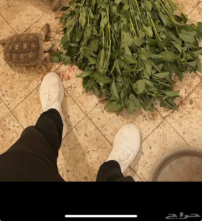سلحفاه سولكاتا 2
