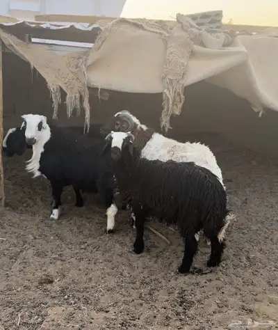 خرفان 0