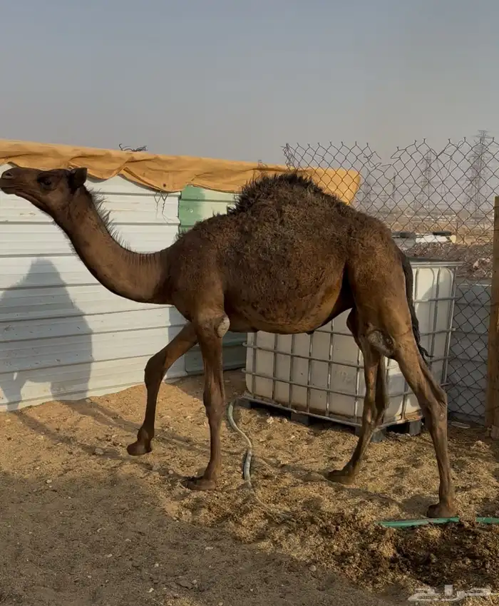 حاشي لباني طايش 3