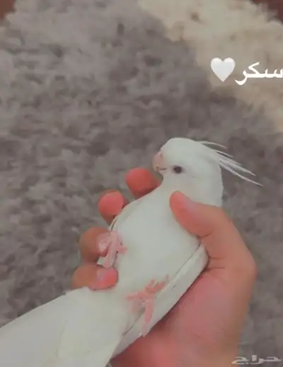 كروان البينو اليف جدا هدد نشبه حنونه جدا 1