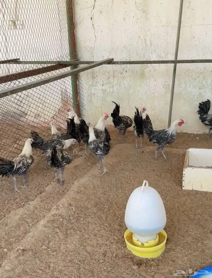 طيور بيت الزاجل 3