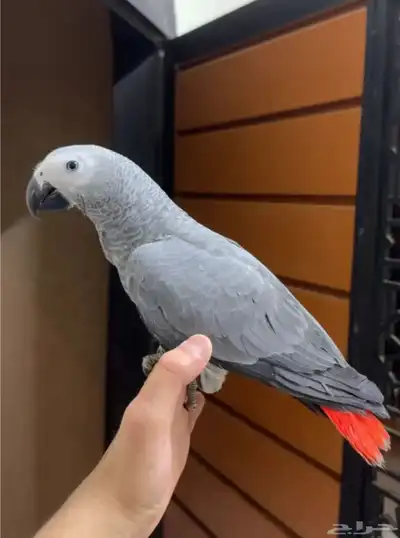 كاسكو عمره 4 شهور للبيع 0