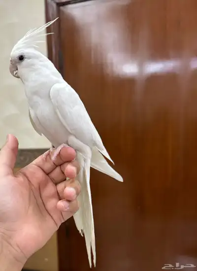 كروان البينو اليف جدا هدد نشبه حنونه جدا 6