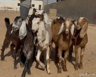 جفرات مصريات ومشاريك فاخره العدد 11 5