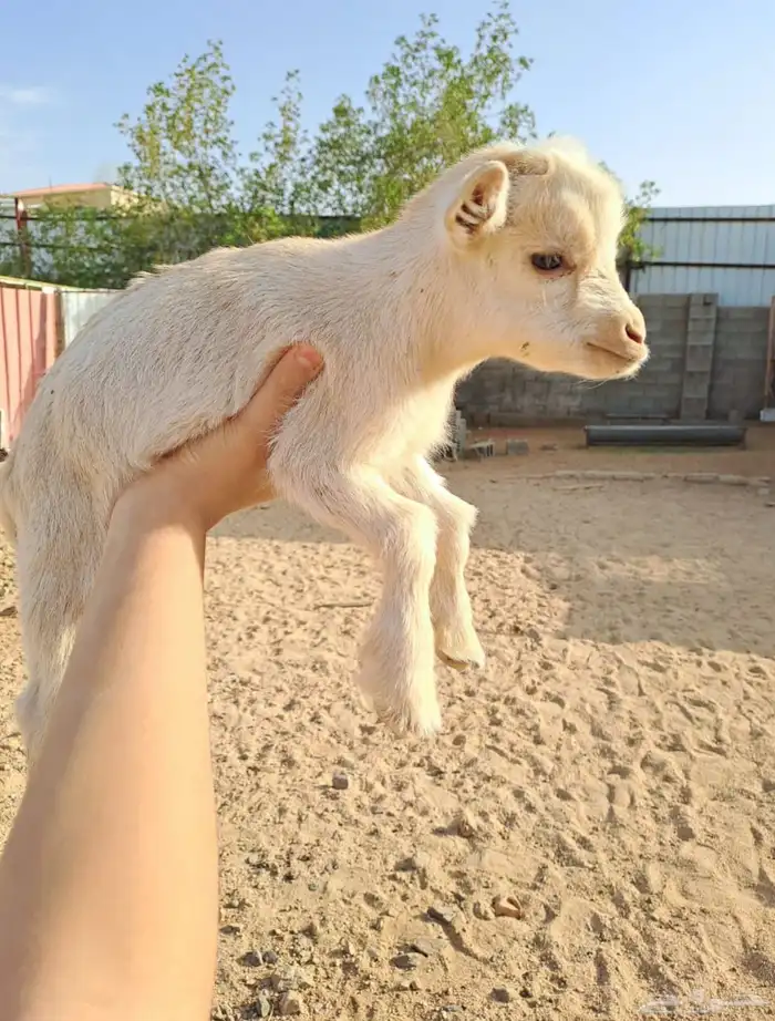 ماعز قزم للبيع تشيكي بيور 3