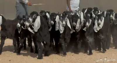 جذعات عوارض طيبه العدد 24 بالفحول 5 6