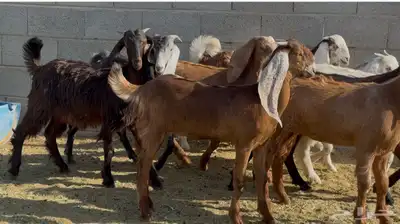 جفرات مصريات ومشاريك فاخره العدد 11 14