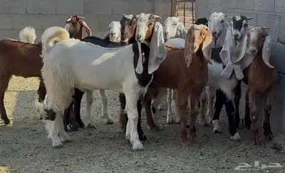 جفرات مصريات ومشاريك فاخره العدد 11 2