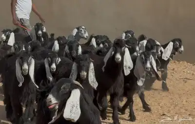 جذعات عوارض طيبه العدد 24 بالفحول 5 5