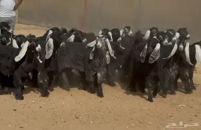 جذعات عوارض طيبه العدد 24 بالفحول 5 1
