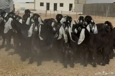 جذعات عوارض طيبه العدد 24 بالفحول 5 0
