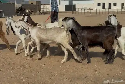 جفرات مصريات ومشاريك فاخره العدد 11 8