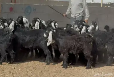 جذعات عوارض طيبه العدد 24 بالفحول 5 3