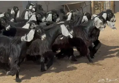 جذعات عوارض طيبه العدد 24 بالفحول 5 2