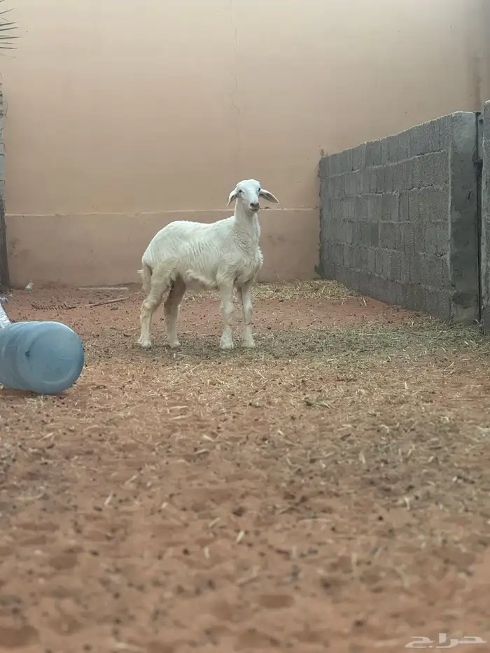 ذبيحه رخل حريه 0