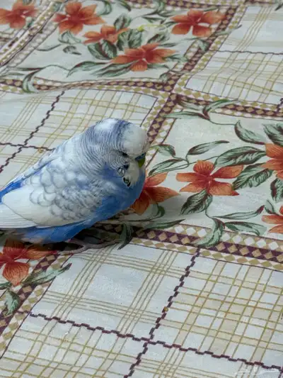 طيور البادجي زوجين منتج هولندي 1
