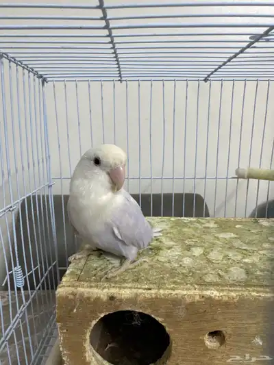طير روز لون ابيض مع بنفسجي مع رصاصي 0