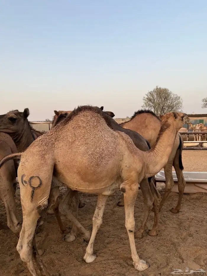 قعدان سودانيه 3