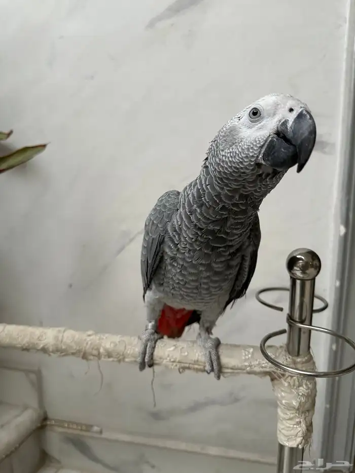 فرخ كاسكو دبل سوبر ( تم البيع ) 6