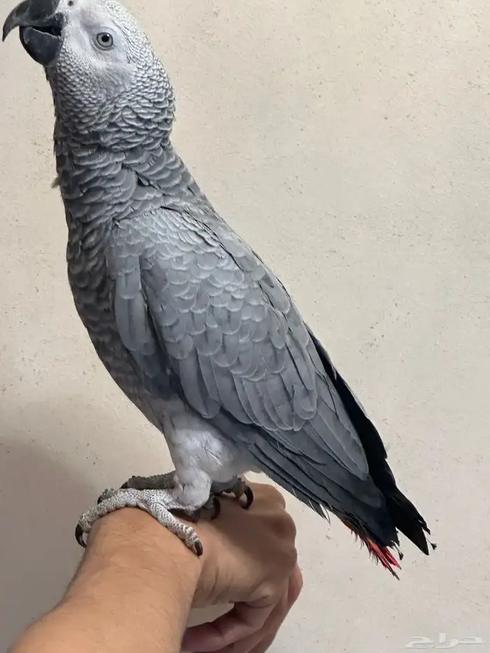 فرخ كاسكو دبل سوبر ( تم البيع ) 14