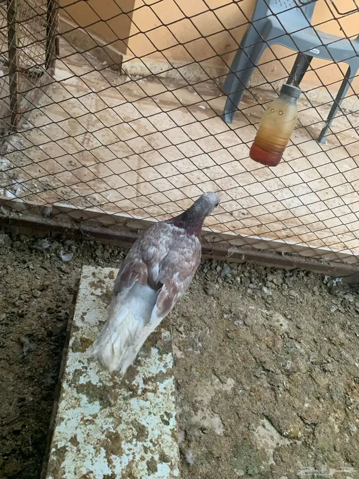 جوز فراشه معه فرخ جوز لاحم معه فرخين 3