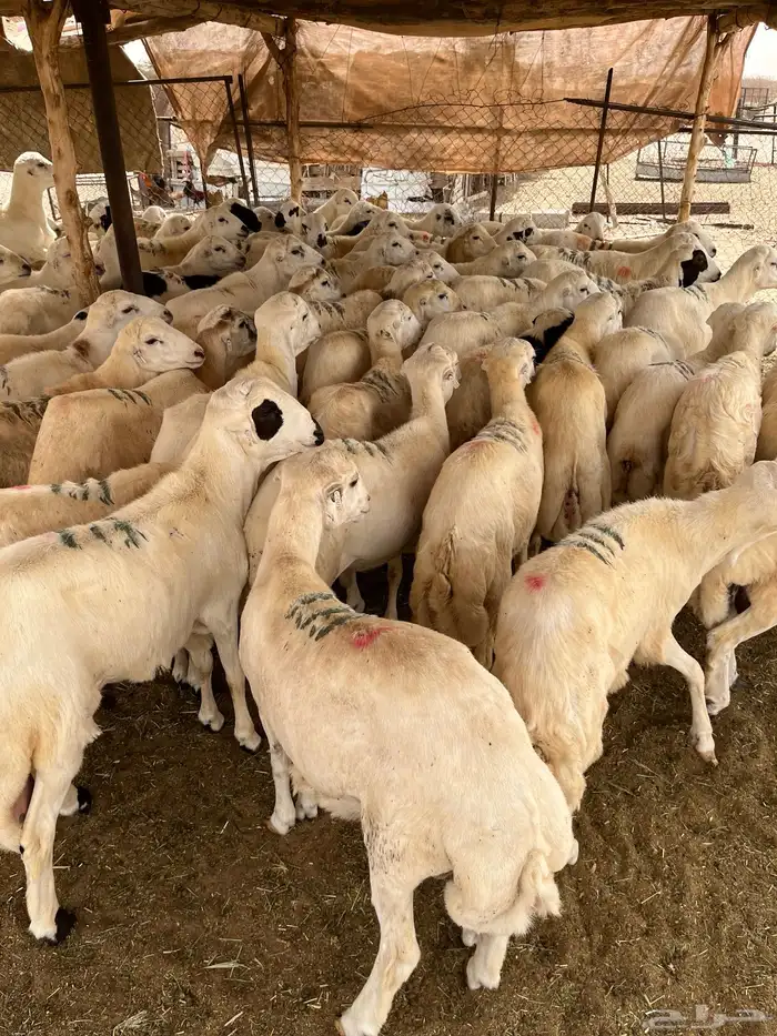 القنفذة 1