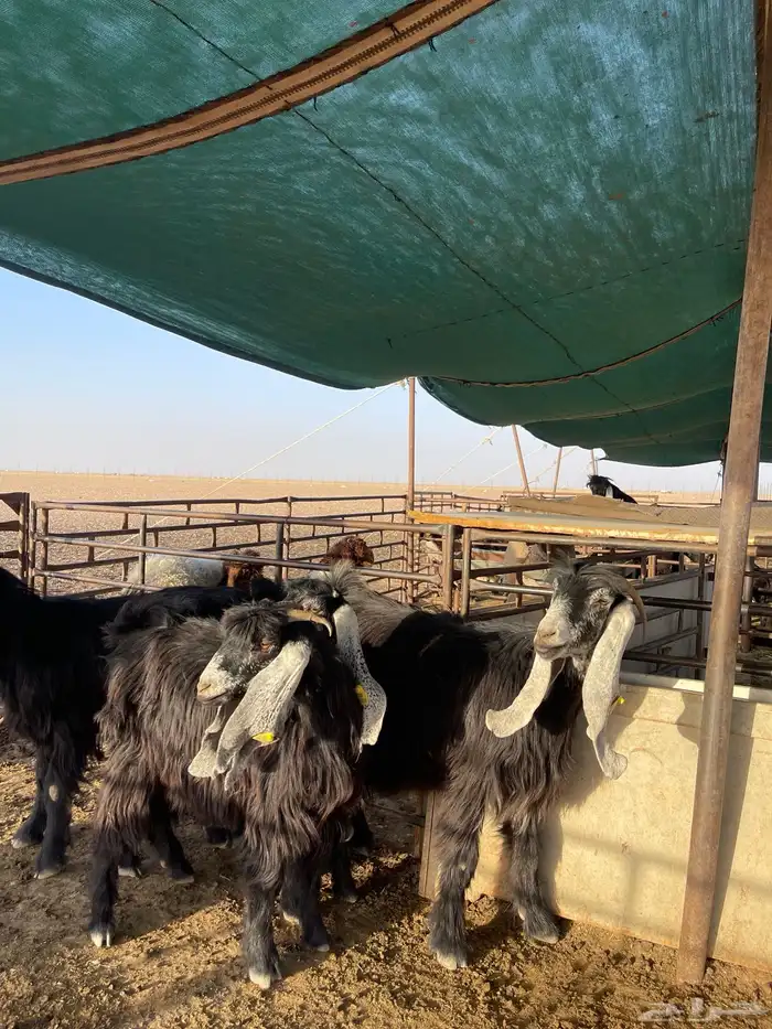 مواعز طيبه 1