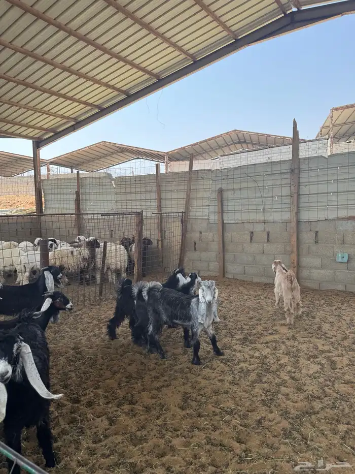 تيوس وجفرات عوارض 4