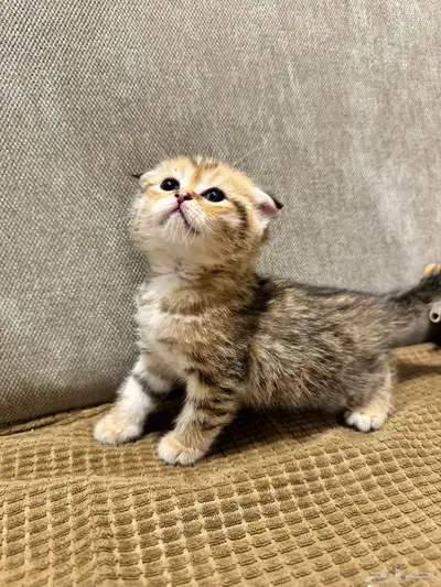 قطط كيتن سكوتش ستريت وفولد للبيع 7