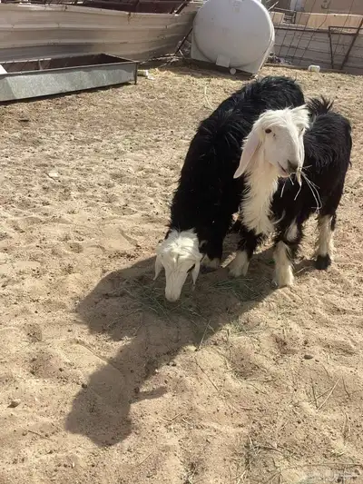 نجد خاروف و رخل نجديات 2